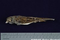 藏品(灰頭黑臉鵐)的圖片